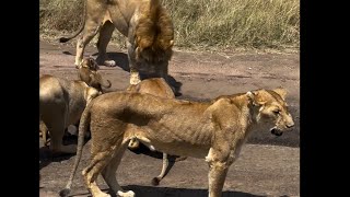 Sababora Male Lion with Cubs  Starving amp Malnourished  23 September 2024 [upl. by Aicsila721]