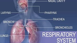 Anatomy and physiology of Respiratory system [upl. by Assadah]