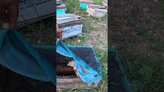 honey bees farming [upl. by Direj]