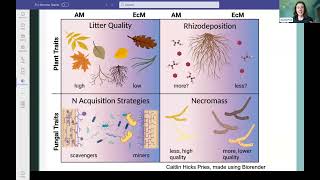 Mycorrhizal Fungi in Northeastern Forest [upl. by Duke]