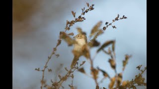 Isabelline  Redtailed Shrike Bempton Cliffs RSPB East Yorkshire 41024 [upl. by Mckee]