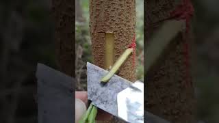 grafting has a high nutrient content in the rootstock and sciongraft grafting bonsai viralvideo [upl. by Map]