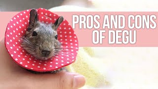 Pros and Cons of Having Degu as Pets [upl. by Ahola]