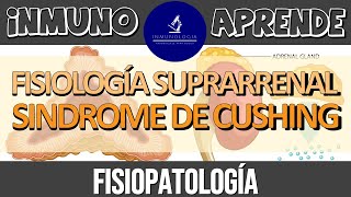 Síndrome de Cushing  Fisiología de la Glándula Suprarrenal  Síntesis de Hormonas Esteroideas [upl. by Zetram]