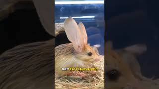 Jerboas The Desert Hoppers animals animal animalshorts jerboa [upl. by Ordnagela]