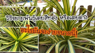 วิธีการขยายพันธ์ุต้นเตยสีทอง หรือเตยด่าง แบบง่ายม้าก   Pandanus tectorius Pakinson ex Du Roi [upl. by Aicener537]