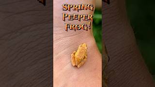 Spring Peeper Frog Frog identification and facts frog facts [upl. by Ahsienat872]