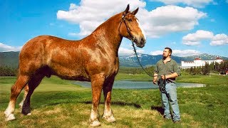 The BIGGEST HORSES In The World 🐎 [upl. by Mercie576]