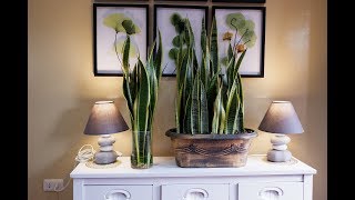 How to Care and Arrange Snake Plants in a Glass Vase and Beautiful Planter as Indoor Decoration [upl. by Salhcin527]