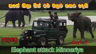 kanehila attacking jeeps elephant attack minneriyanationalpark safari [upl. by Analeh275]