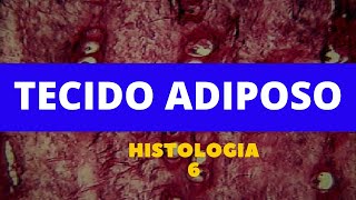 TECIDO ADIPOSO  HISTOLOGIA 6 [upl. by Parnas]