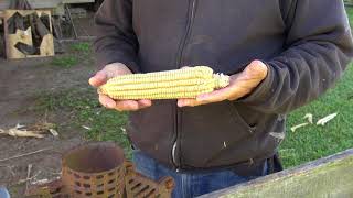 Planting Heirloom meal corn with Jang seeder [upl. by Lyndsie824]