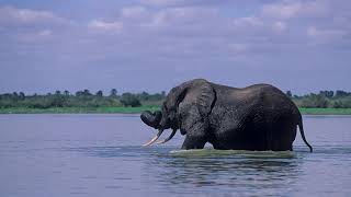 Can elephants swim underwater  How fast can elephants swim  Can baby elephants swim [upl. by Arat763]