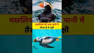 Puffin Bird Facts in Hindi amazingfacts facts shorts [upl. by Nelleyram]