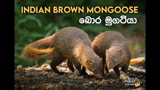 Indian Brown Mongoose බොර මුගටියා  Wildlife Documentary Video [upl. by Giffy]