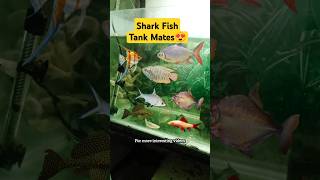 Shark Fish Tank Mates 😍 aquarium pets petsvlog petfish sharkfish shark trending shorts [upl. by Oidiple585]