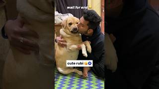 Tum ruthi rho 😂  labra rubi  youtubeshorts shorts labrador doglover funny cute viralsong [upl. by Refannej]