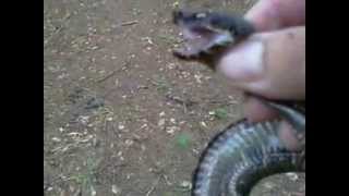 Small Water Moccasin [upl. by Annadiana]