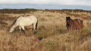 Lundy Ponies  Lundy Island  December 2022 [upl. by Annahsat167]