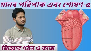 Human Tongue in bengali  Digestive system  Anatomy and physiology of Tongue  জিহ্বার গঠন ও কাজ [upl. by Armillia]