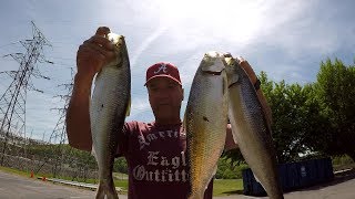 Fishing For Skipjack Herring [upl. by Rotceh855]