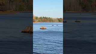 Chippewa flowage shallow stumps [upl. by Claudio]