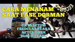 CARA MENANAM ANGGREK CATASETUM FREDCLARKEARA AFTER DARK BLACK PEARL [upl. by Ezitram]