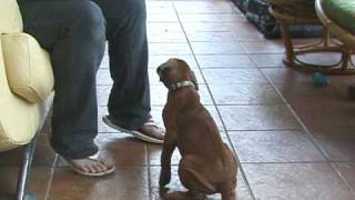 Clicker training a Rhodesian ridgeback puppy [upl. by Nolan656]