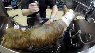 Pretreating Collies damaged coat with Best Shots 3Step System [upl. by Surovy]