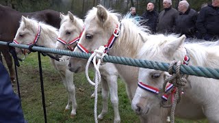 PAARDENMARKT LOTTUM 2024 Part 1 [upl. by Schuyler]