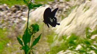 Papilio helenus fortunius butterfly in Taiwanpart 1 [upl. by Niamart642]