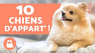 10 races de CHIENS dAPPARTEMENT 🏠 Les meilleurs [upl. by Luoar733]