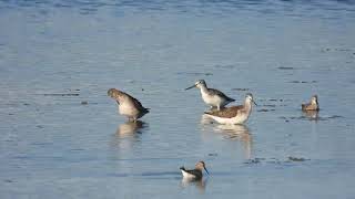 Common Greenshank Pantana Tringa nebularia Spotted Redshank Totano moro Tringa erythropus [upl. by Dorris]