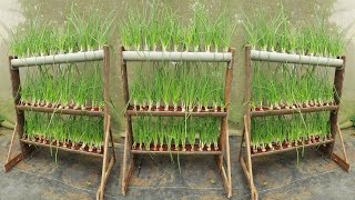 No Garden Unique and convenient way to grow green onions at home [upl. by Whitson]