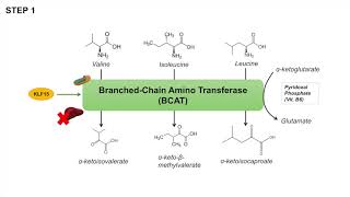 Branched Chain Amino Acid Metabolism  BCAA Catabolism  Pathway and Regulation [upl. by Sucy199]