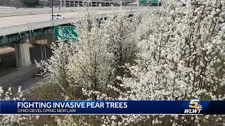 Beautiful flowering tree causes ugly invasive problem [upl. by Llednohs]