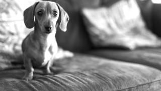 The Cutest Dachshund Puppy Molly Moo [upl. by Alexander]