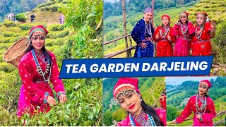 Tea Garden Darjeling  Explore Darjeling  Darjeling Tour [upl. by Presber]