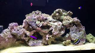 50 Gallon FOWLR Saltwater Aquarium in Office [upl. by Heywood482]