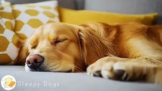 12 Hours Calming Music For Dogs 🐶 Music To Anti Separation Anxiety Relief Deep Sleep 🎵💖 [upl. by Adnahs544]