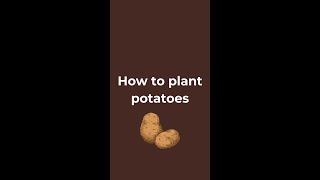 How to plant potatoes  indeterminate amp determinate potatoes  Potato Grow Bags [upl. by Zicarelli]