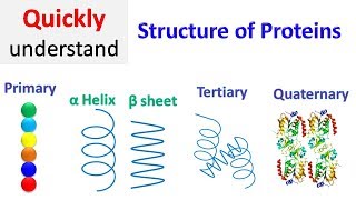 Protein structure  Primary  Secondary  Tertiary  Quaternary [upl. by Mathias]