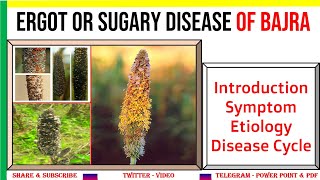 Ergot of BajraPearl millet Introduction Symptoms Etiology Disease Cycle  C microcephala [upl. by Evette681]