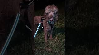 Dog lovers only  Night walk petsitterlife dogwalkerlife petcare poodle walkandtalk fortworth [upl. by Dranreb]