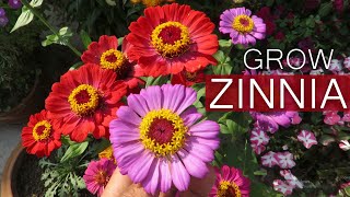 Zinnia Flower  Zinnia Plant Care  Growing Zinnias From Seed [upl. by Eelac110]