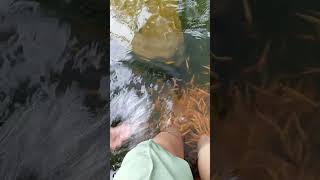 Collection Amazing Catch Turtles Axolotls Fish Ornamental Catfish Snails amp Ornamental Fish crab [upl. by Uy]