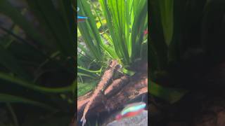 Nature  Whiptail Catfish [upl. by Bailie]