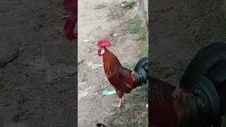 chicken crowing  chicken noise  chicken sound birds animalsounds animals [upl. by Ovid122]