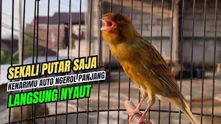 kenari gacor panjang AMPUH PANCINGAN KENARI AGAR BUNYI Jadikan BURUNG KENARI GACOR EMOSI TINGGI [upl. by Enaek]