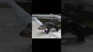 Alligator comes out when Darth Vaders theme plays funny animals animal darthvader starwars [upl. by Renata]